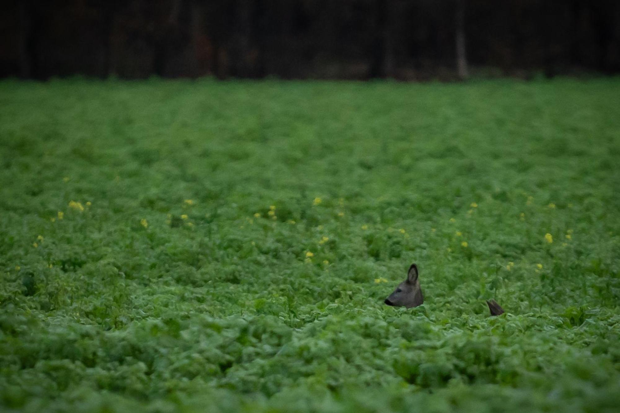 Drents Genieten - Kraaiheide Met Prive Jacuzzi Erm Exteriér fotografie